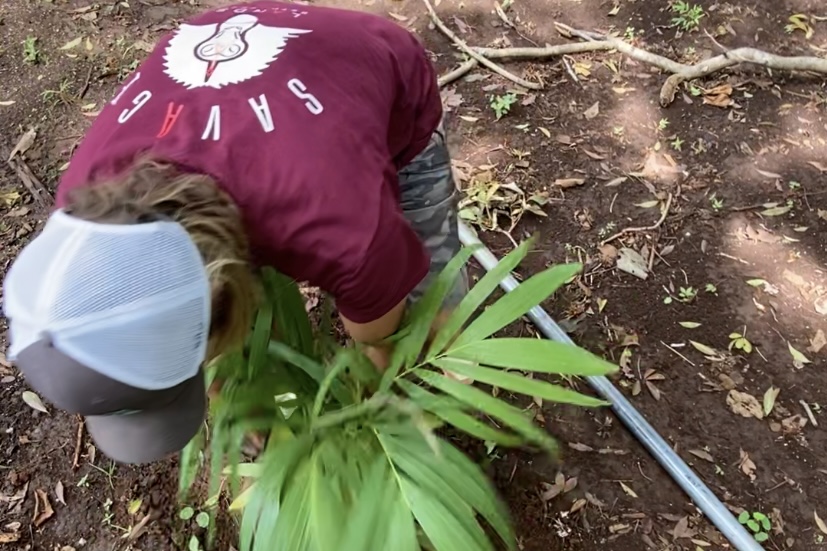 My forest reforestation plan