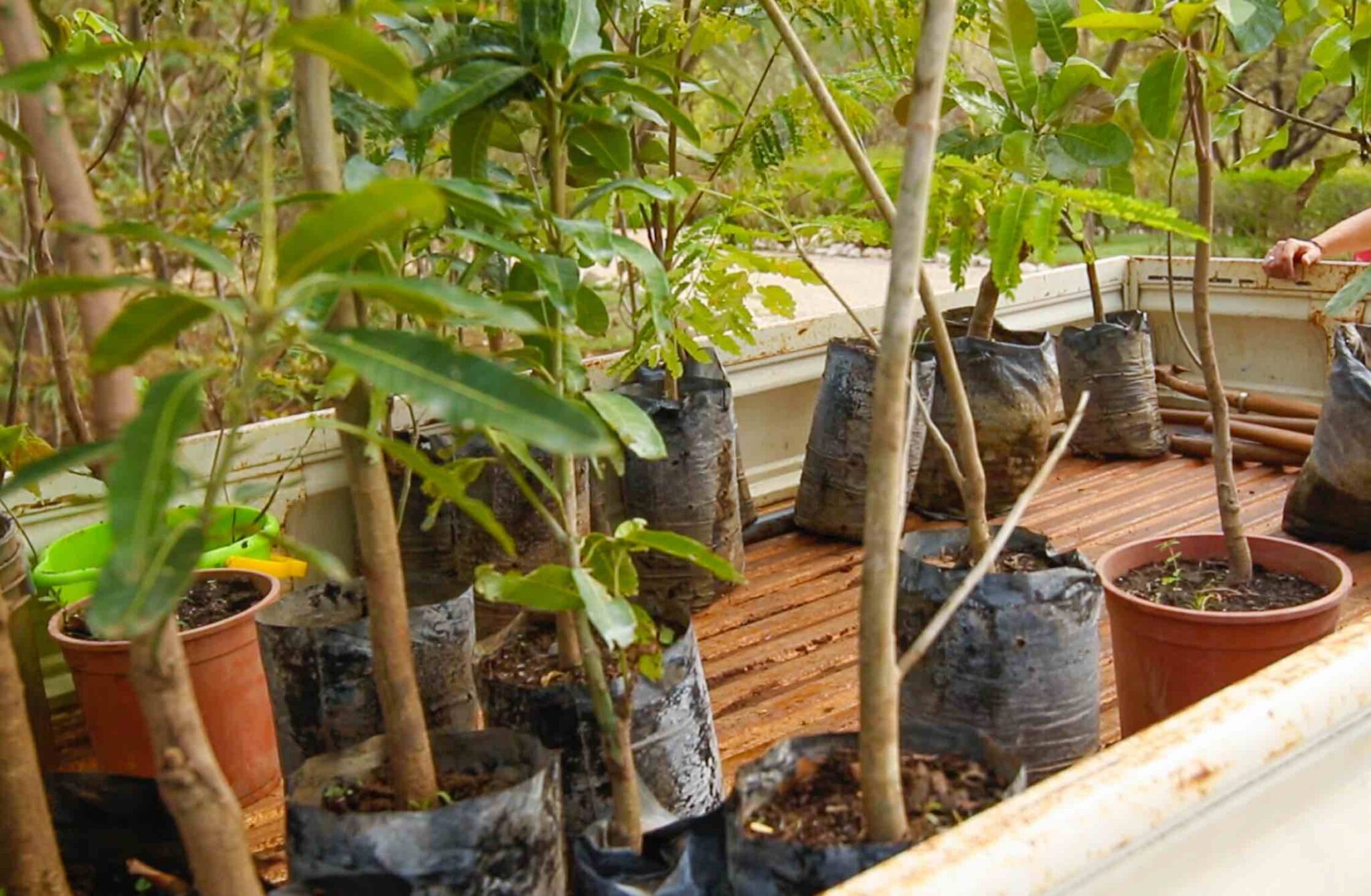 new trees to be planted