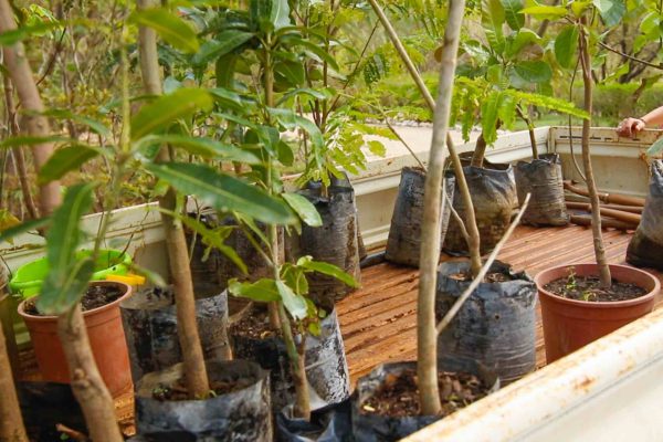 new trees to be planted