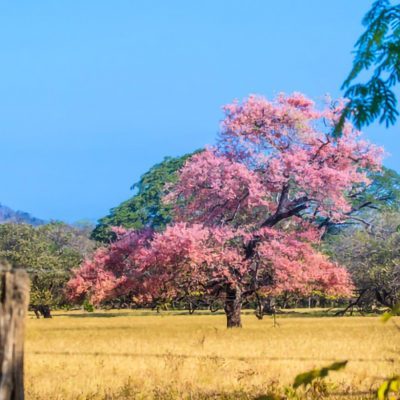 Saisin-sèche-Guanacaste-youcome-pmdu2ugr6177id1cuqa6apsqoq7xien3yujwu029b4